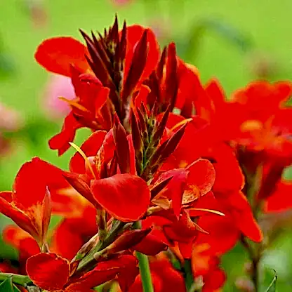Toucan® Scarlet Canna Lily