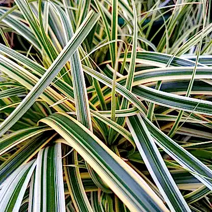 Carex Feather Falls™