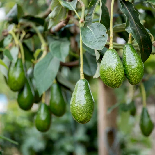 Pancho Cold Hardy Avocado