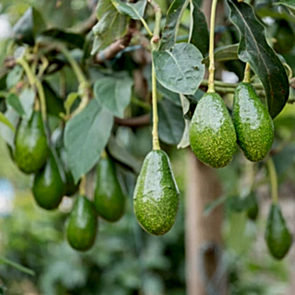 Pancho Cold Hardy Avocado