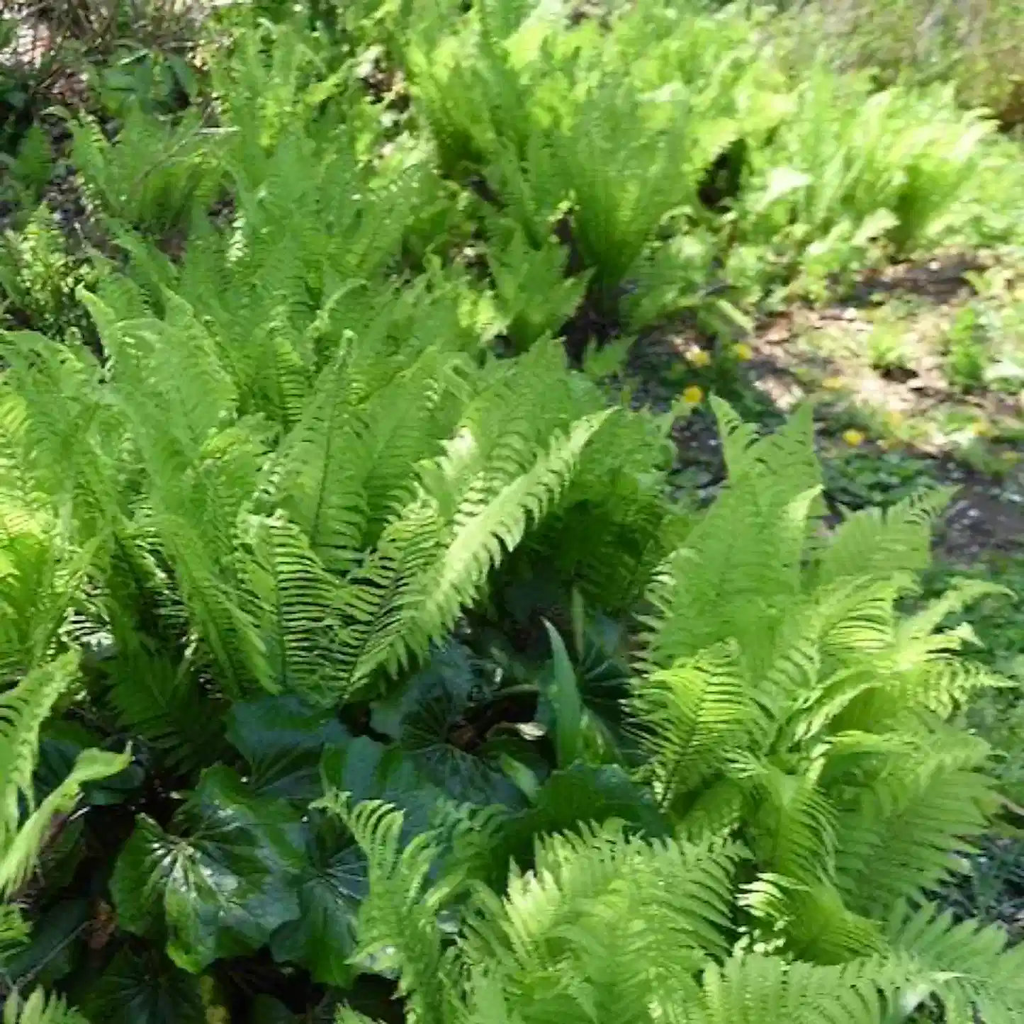 Ostrich Fern