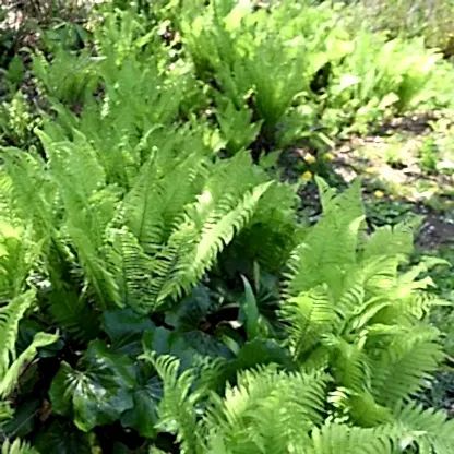 Ostrich Fern
