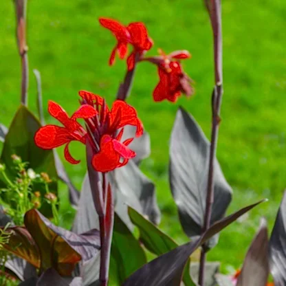 Toucan® Scarlet Canna Lily
