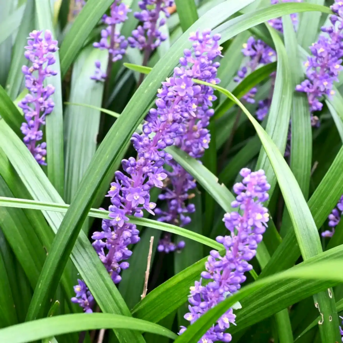 Purple Explosion™ Lilyturf