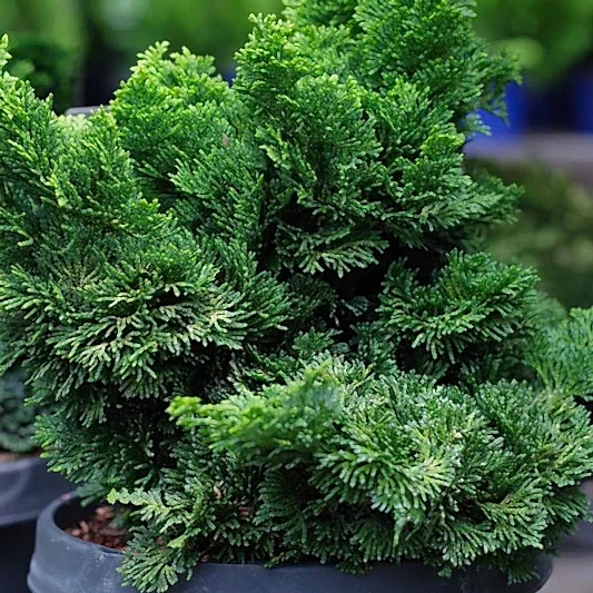Dwarf Hinoki Cypress