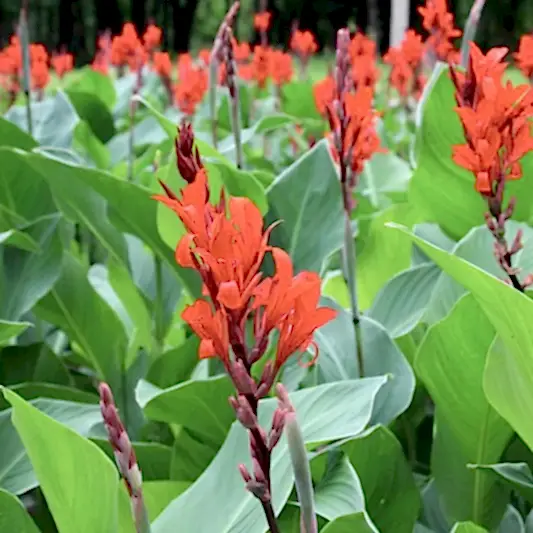 Toucan® Scarlet Canna Lily