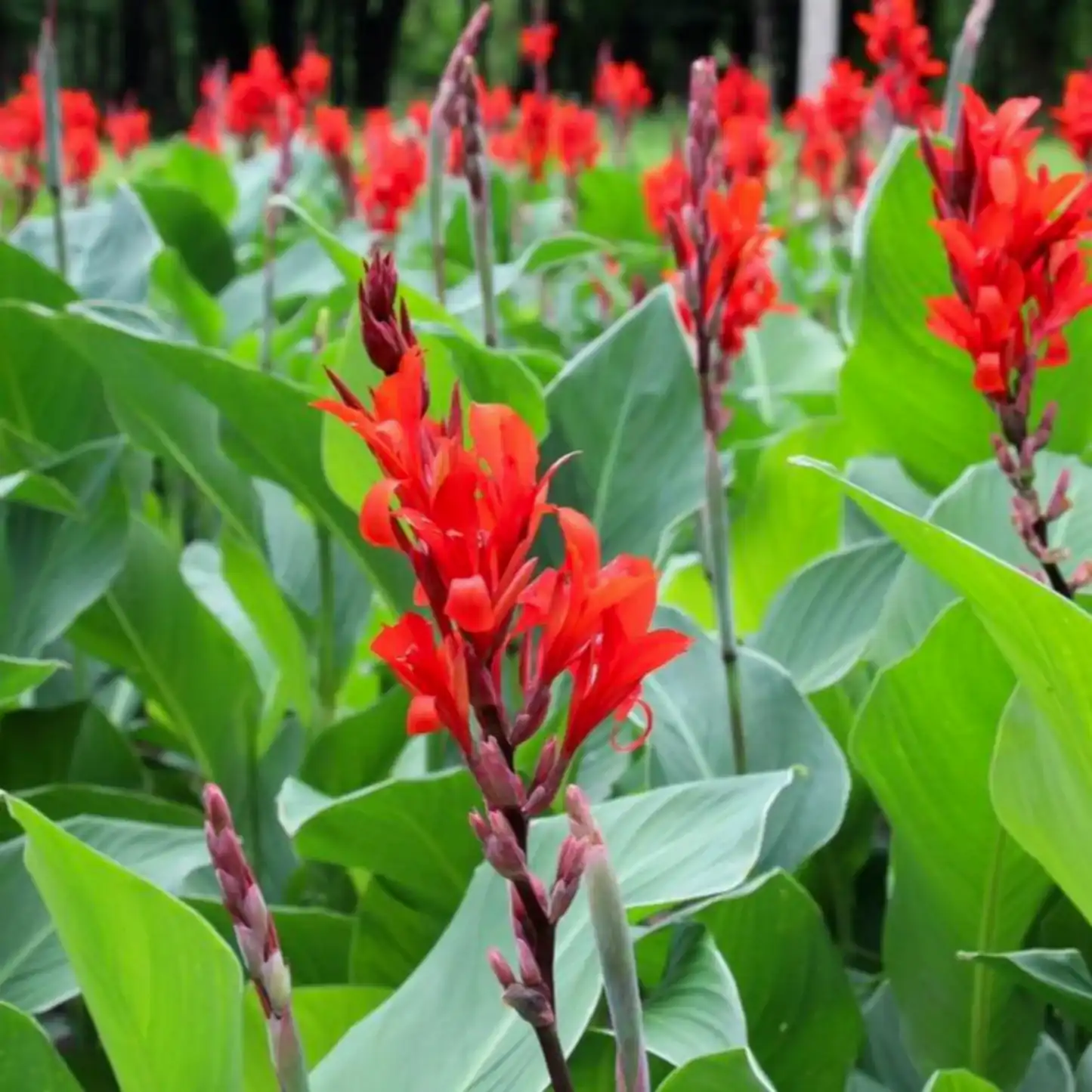 Toucan® Scarlet Canna Lily
