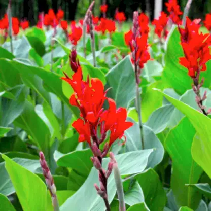 Toucan® Scarlet Canna Lily