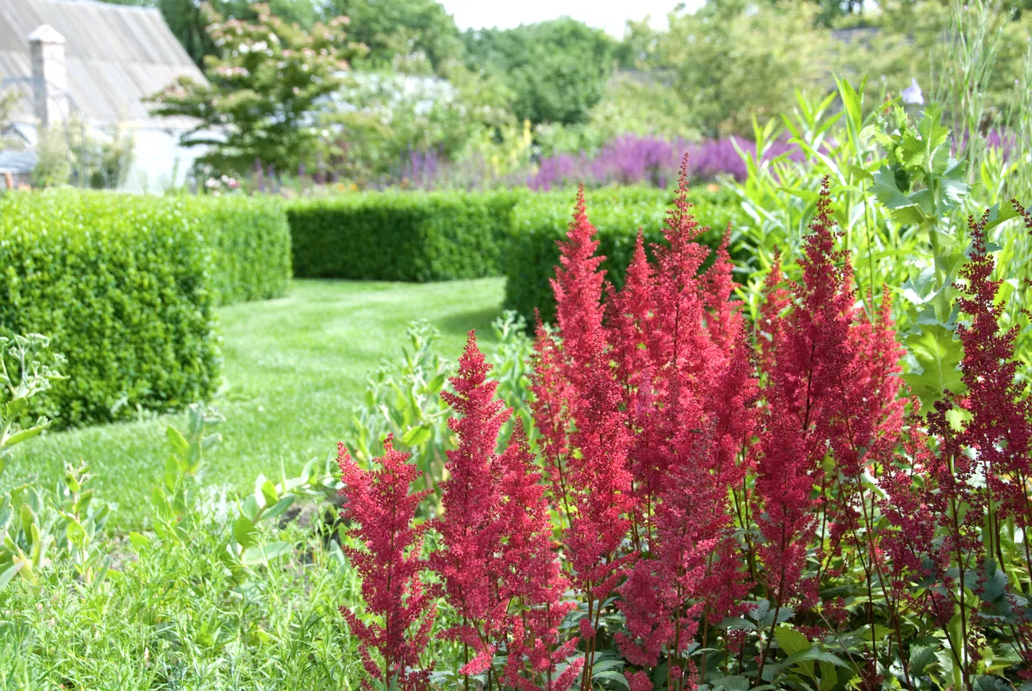 Mighty® Chocolate Cherry Astilbe
