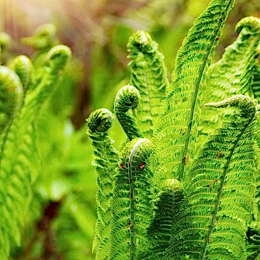 Ostrich Fern