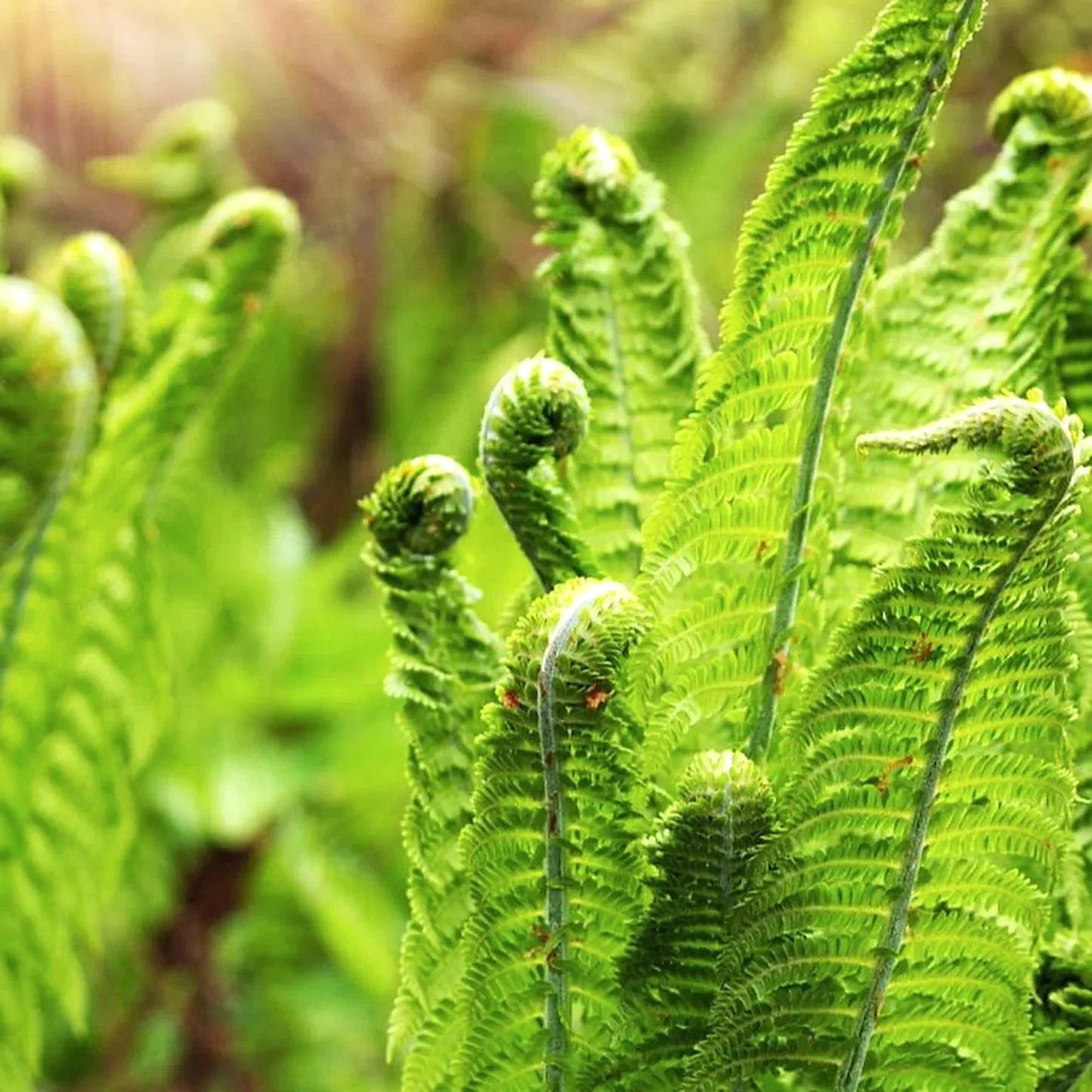 Ostrich Fern