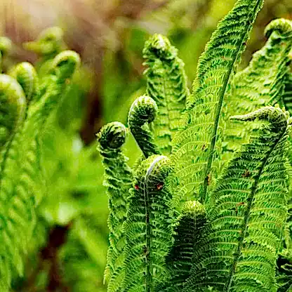 Ostrich Fern