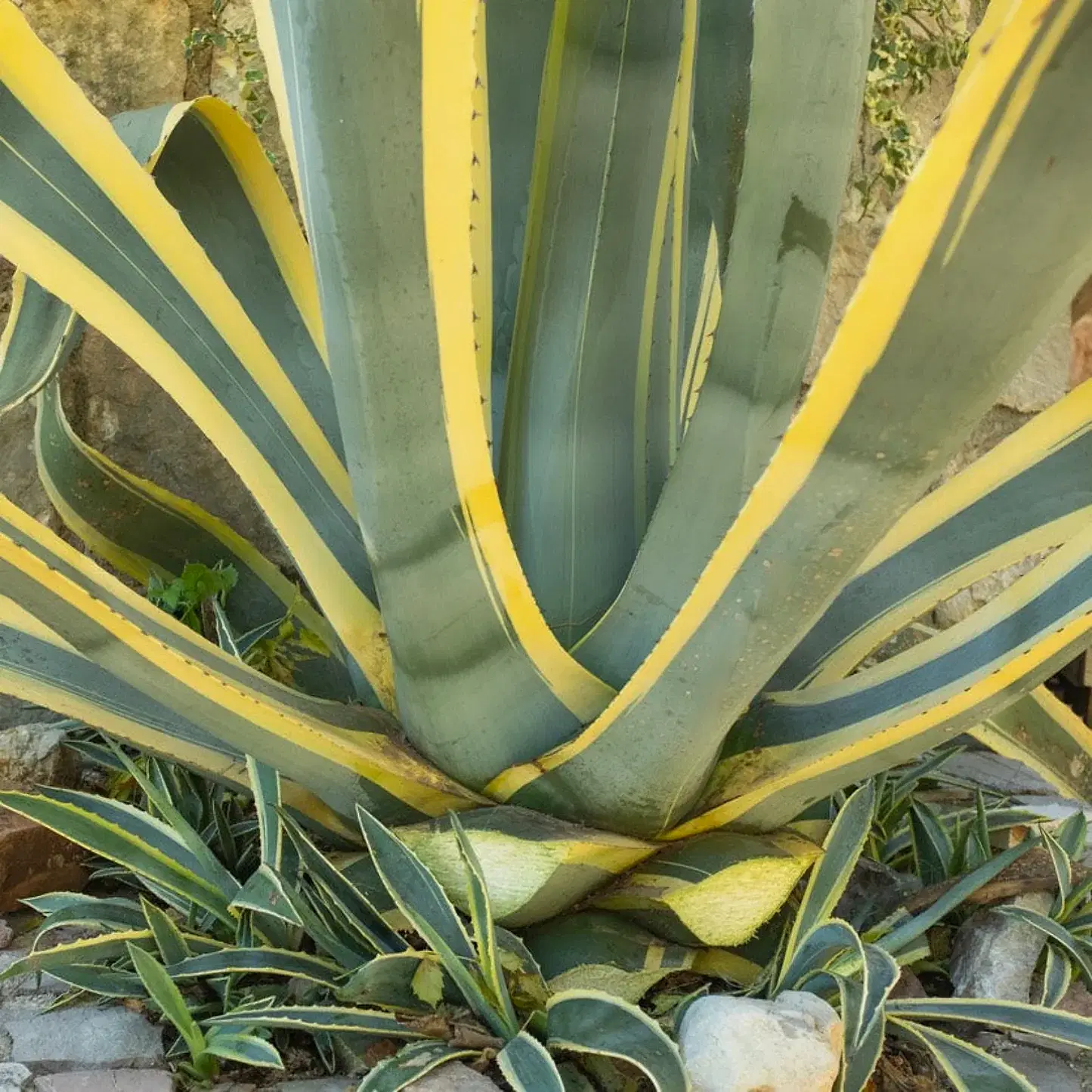 Agave Americana Variegata