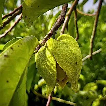 Soursop (Guanabana)