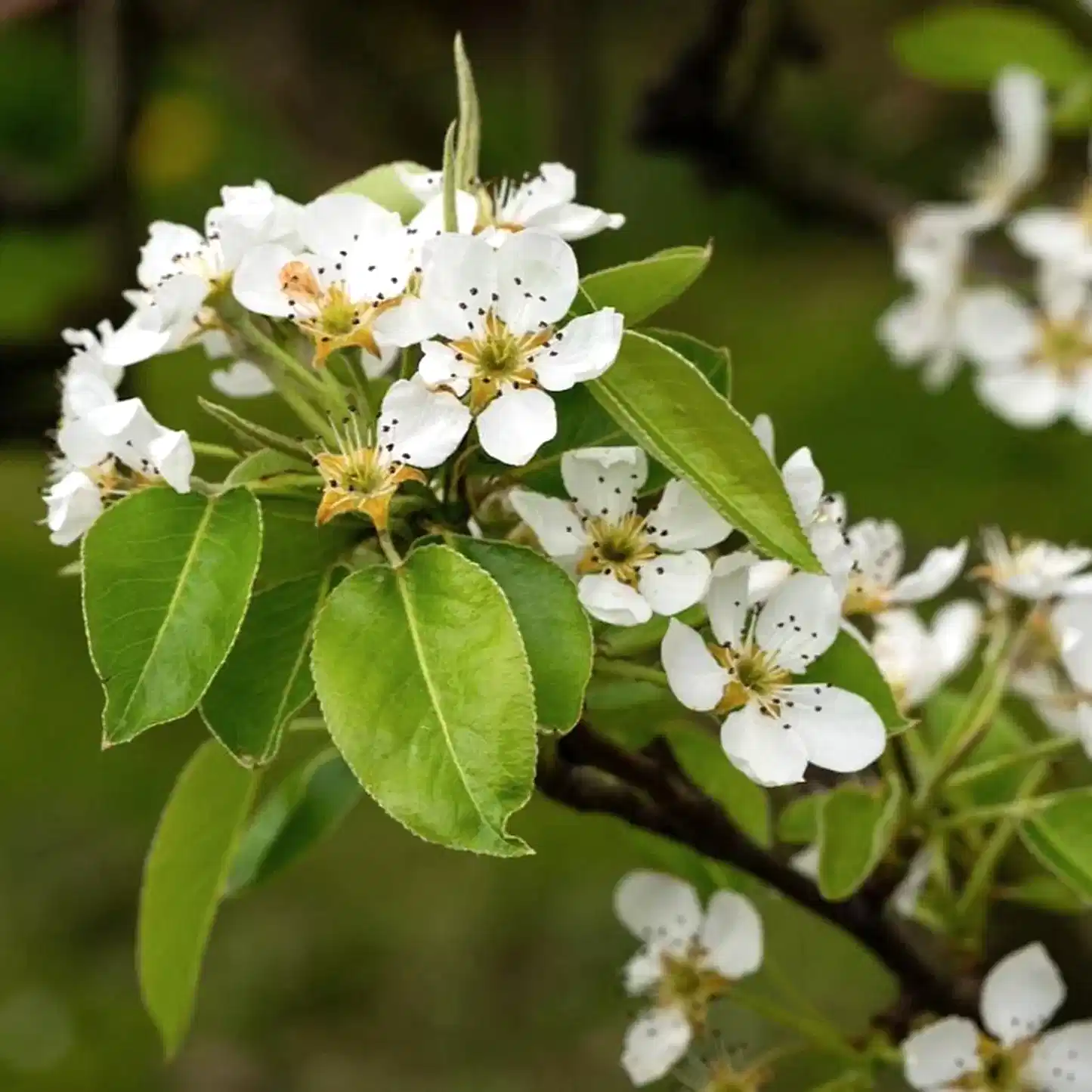 D'Anjou Pear Tree