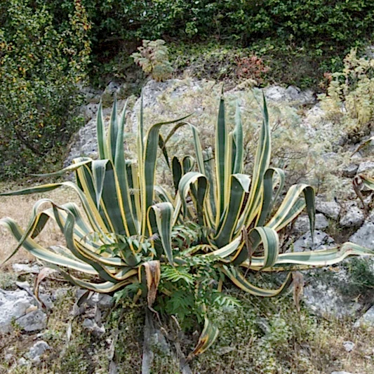 Agave Americana Variegata