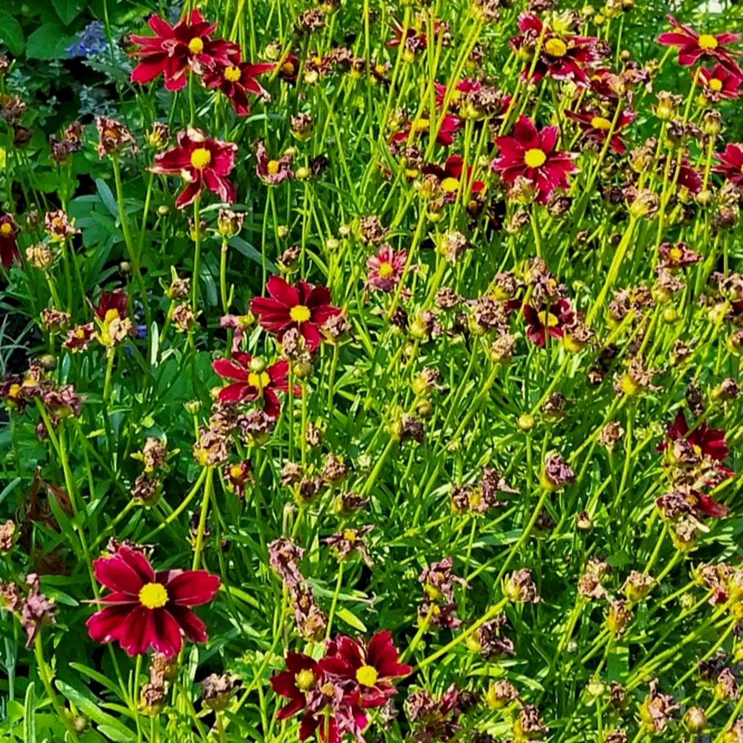 Li'l Bang™ Red Elf Coreopsis