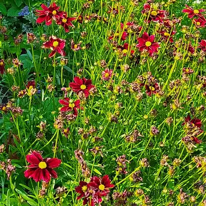 Li'l Bang™ Red Elf Coreopsis