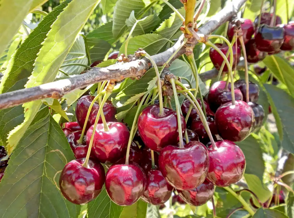 Cherry