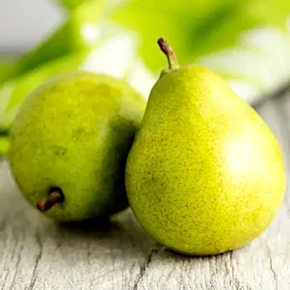 D'Anjou Pear Tree