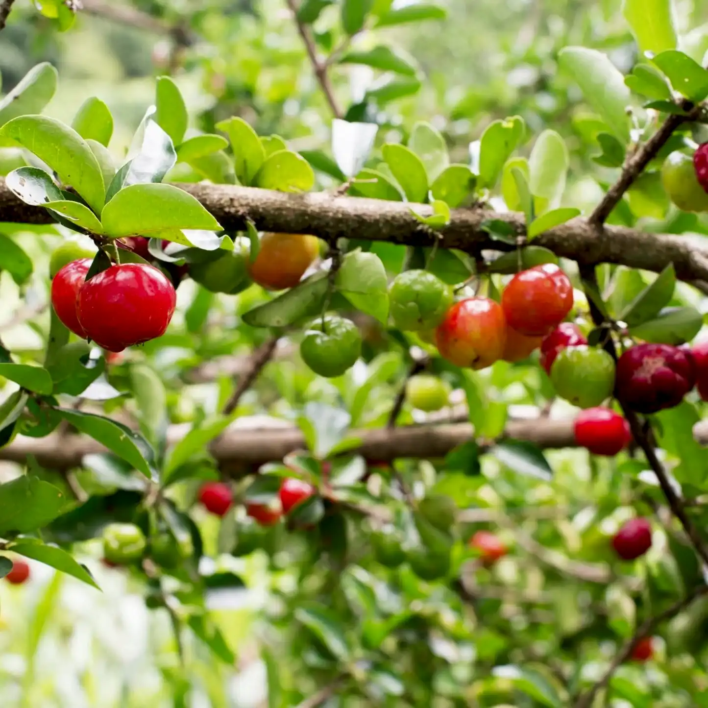 Barbados ‘Acerola’ Cherry Tree