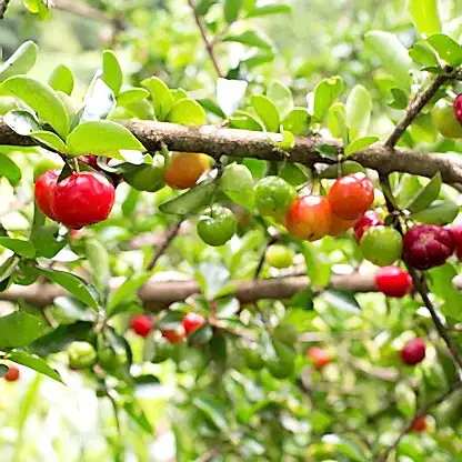 Barbados ‘Acerola’ Cherry Tree