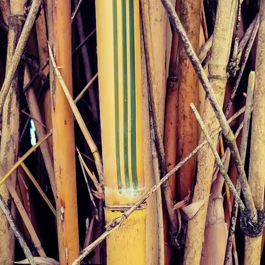 Alphonse Karr Bamboo