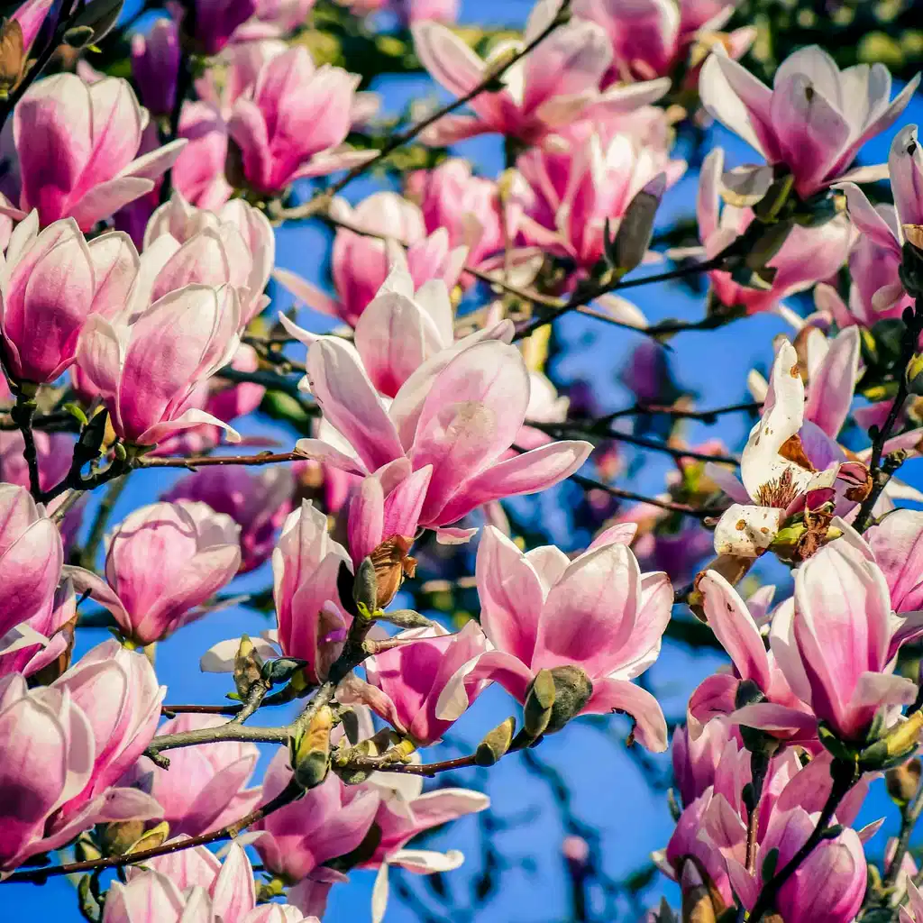 Magnolia