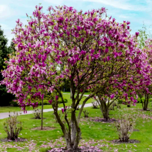 Jane Magnolia