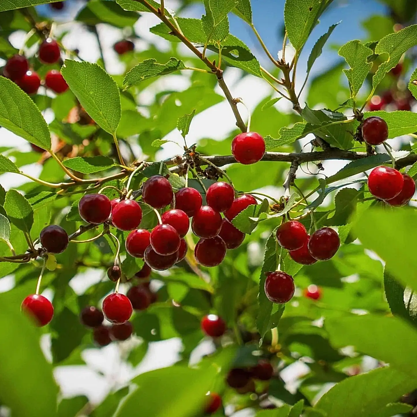 Romeo Cherry Tree