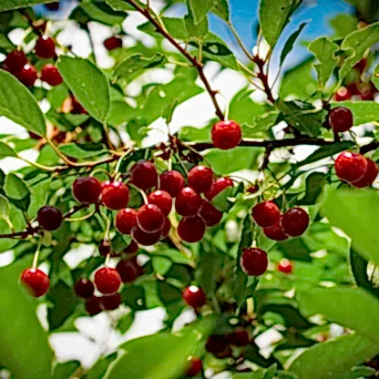 Romeo Cherry Tree