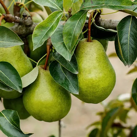 Kieffer Pear Tree