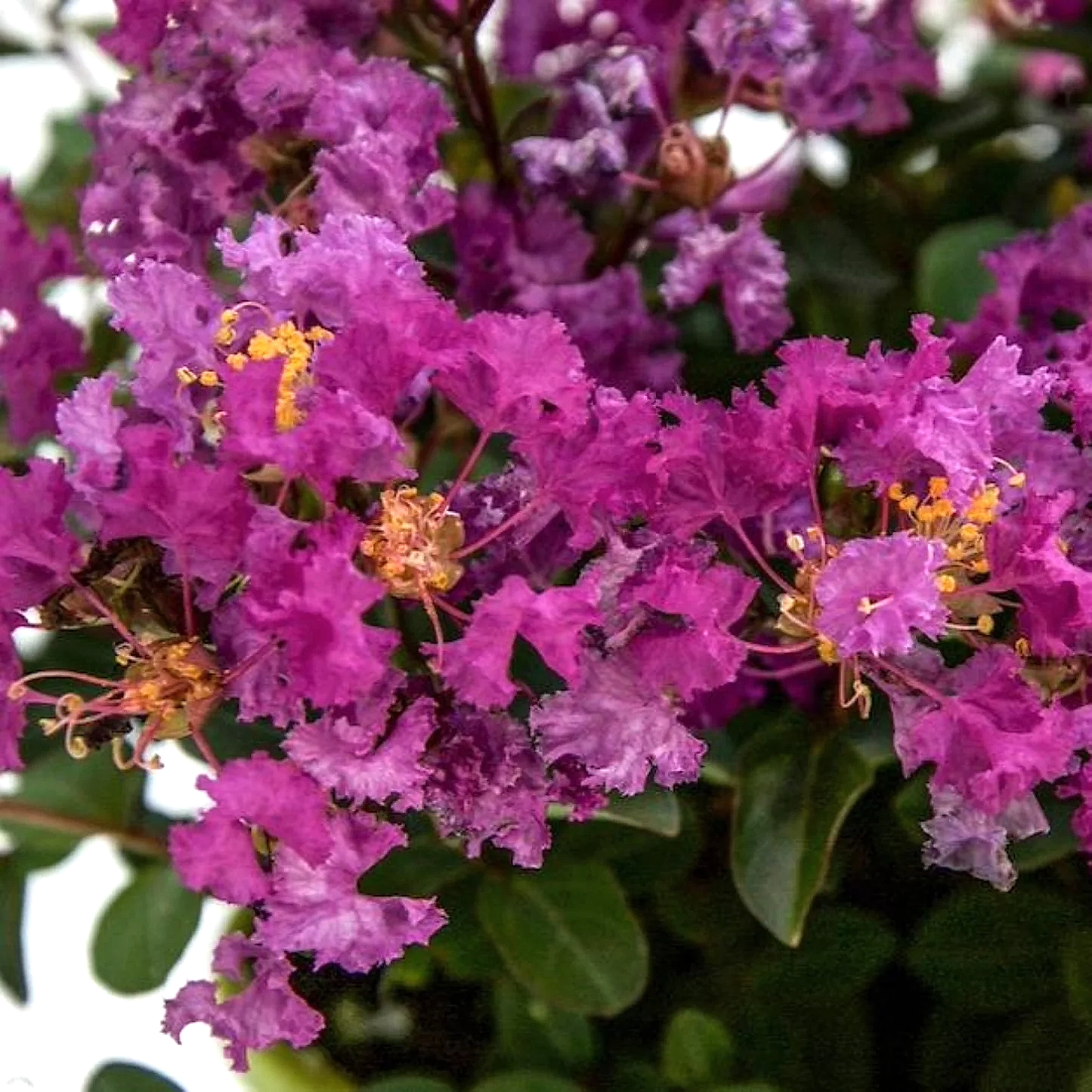 Bellini® Grape Crape Myrtle