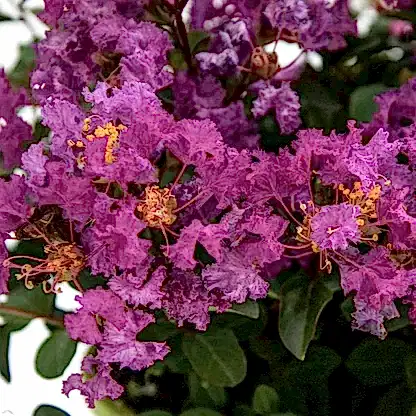 Bellini® Grape Crape Myrtle