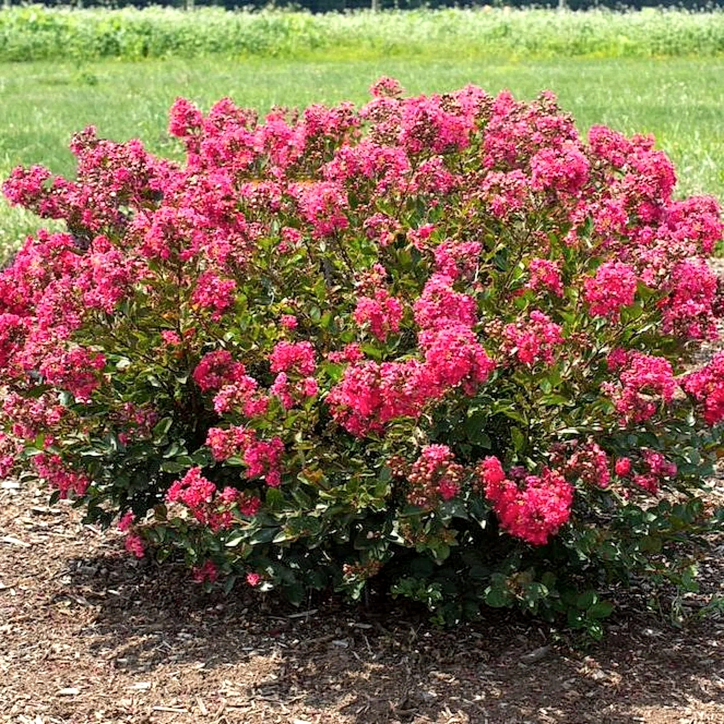 Bellini® Raspberry Crape Myrtle
