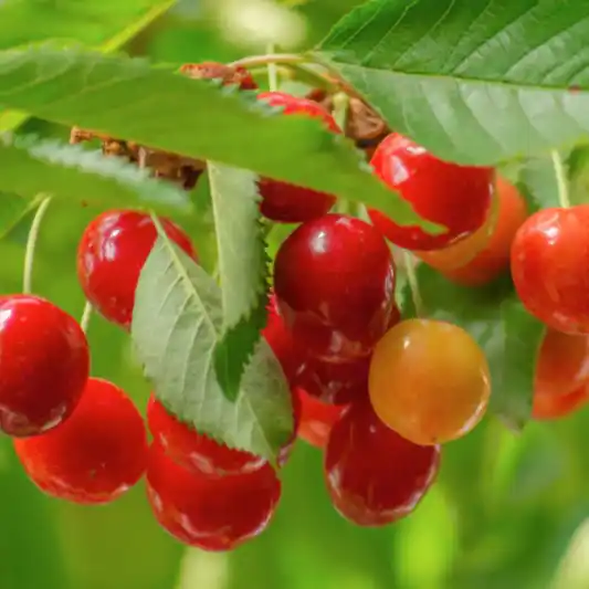 Lapins Cherry Tree