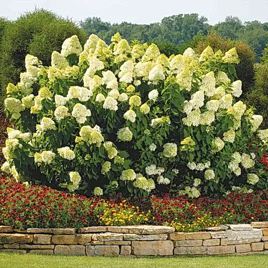 Limelight Hydrangea Tree