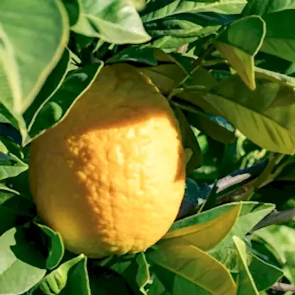 Lisbon Lemon Tree