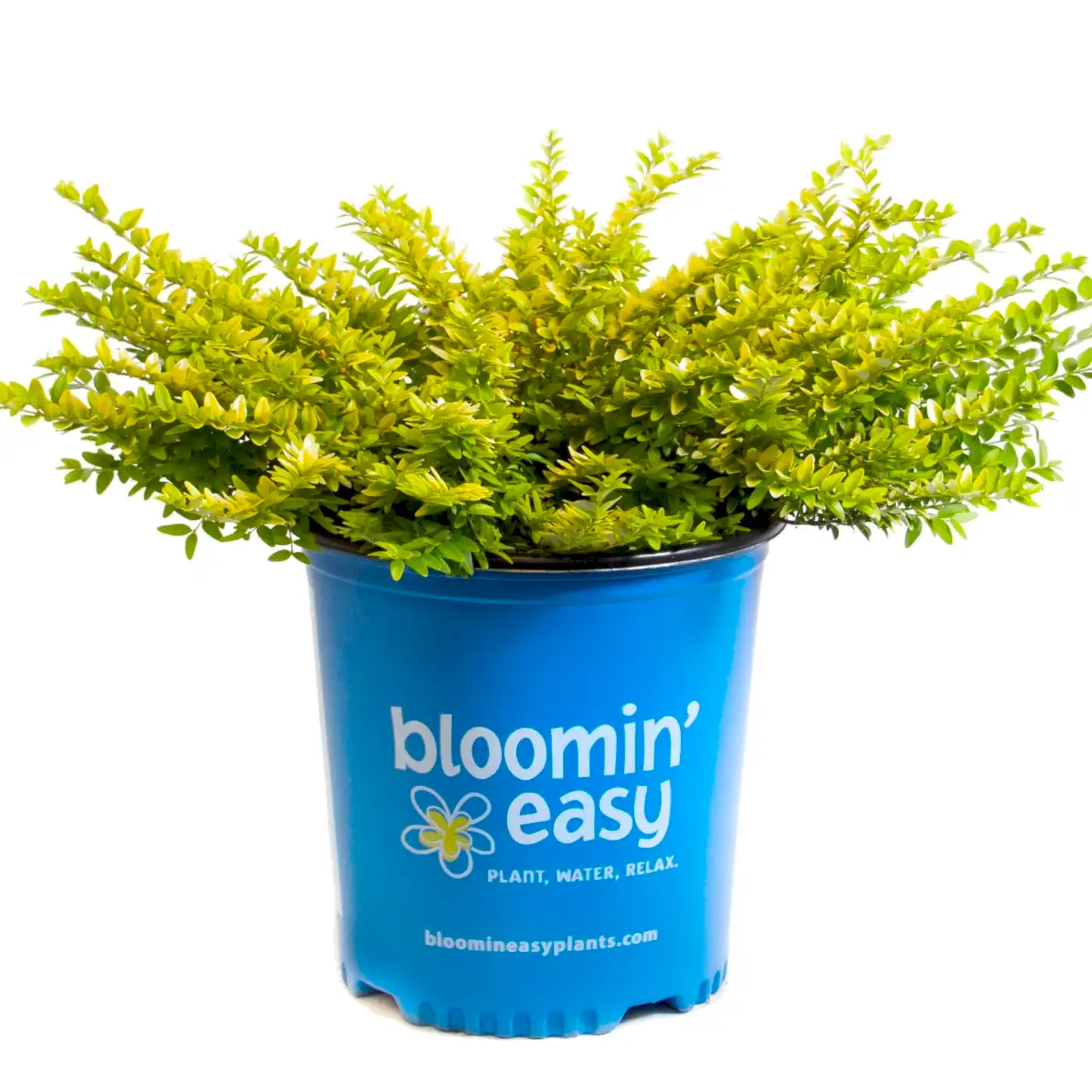 Thunderbolt® Box Honeysuckle