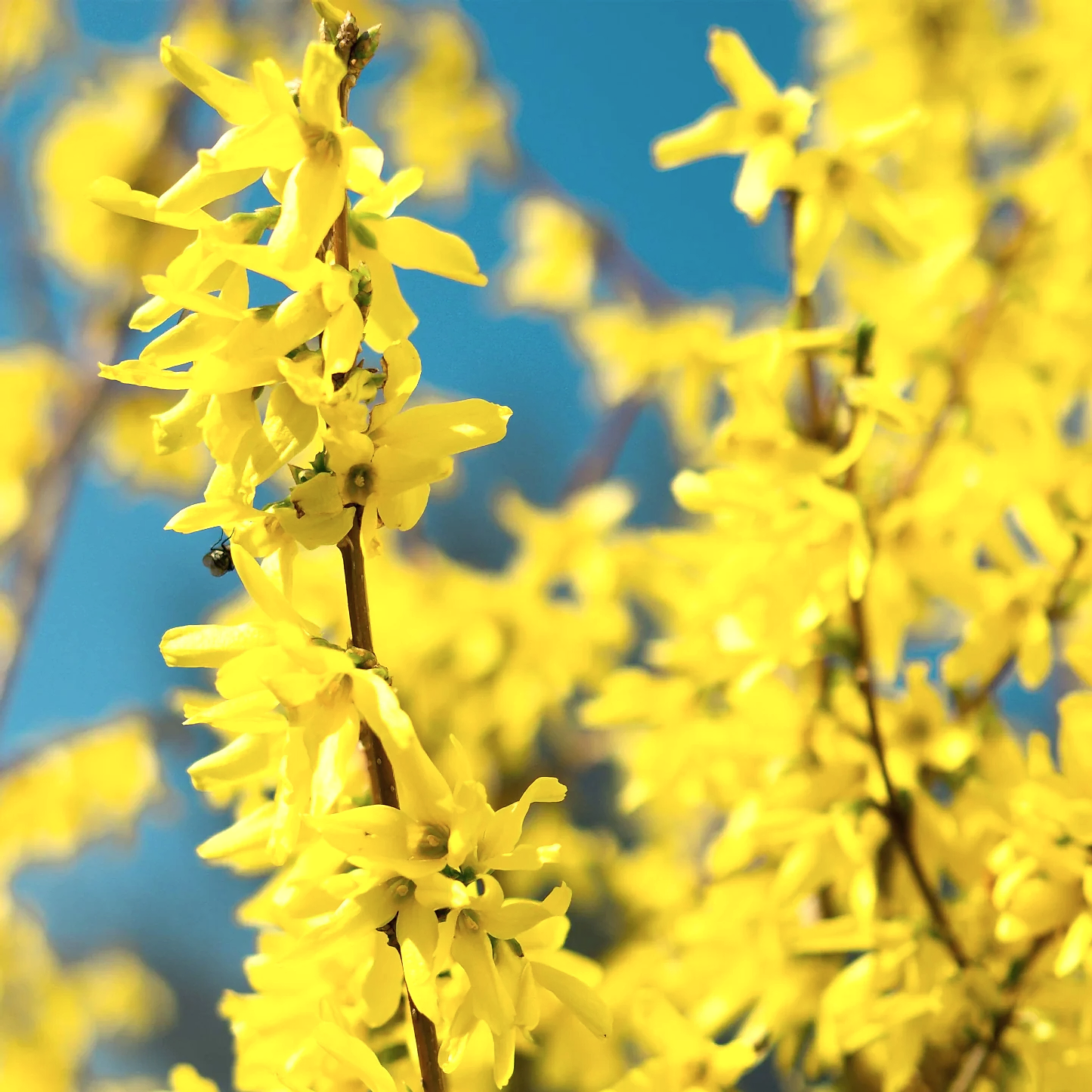 Lynwood Gold Forsythia Shrub