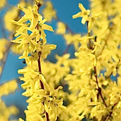 Lynwood Gold Forsythia Shrub