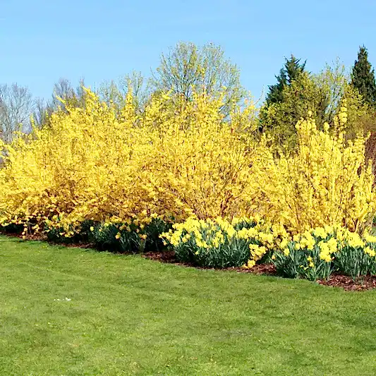 Lynwood Gold Forsythia Shrub