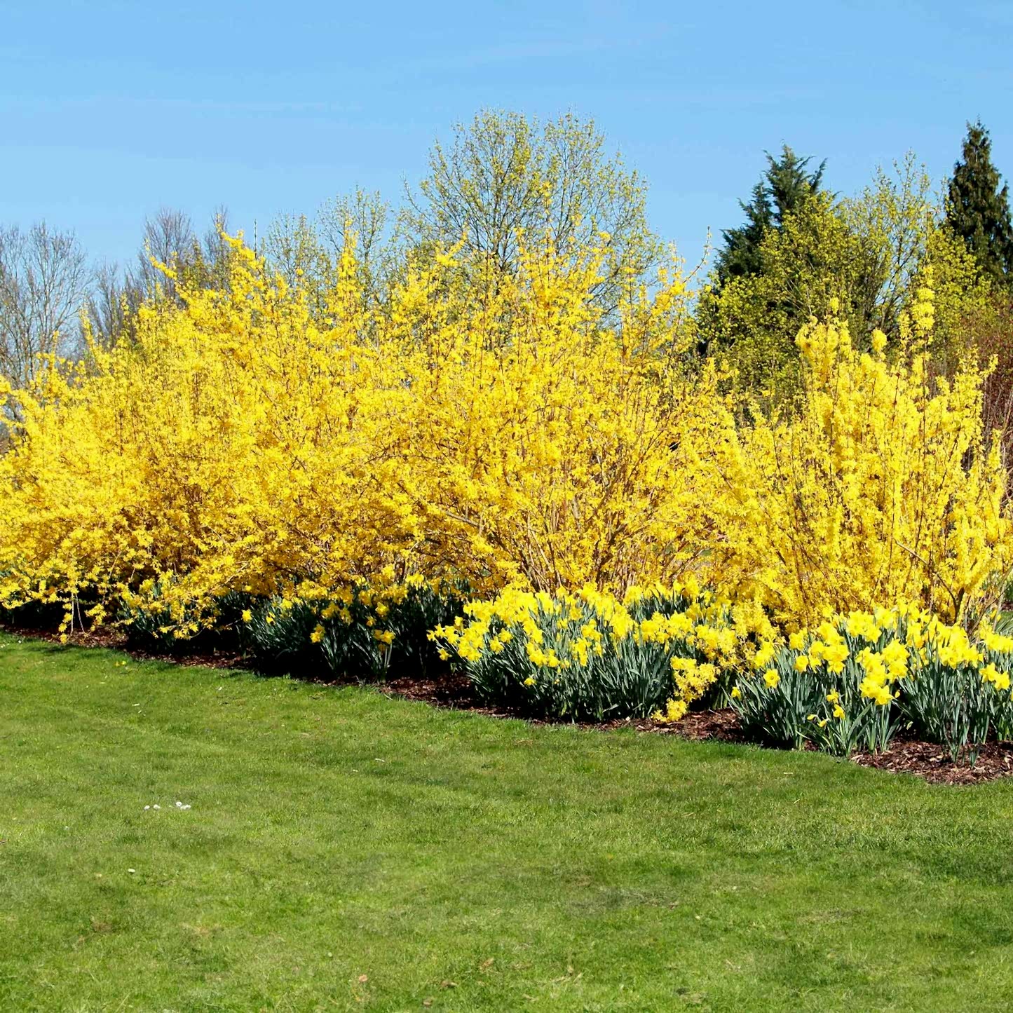 Lynwood Gold Forsythia Shrub