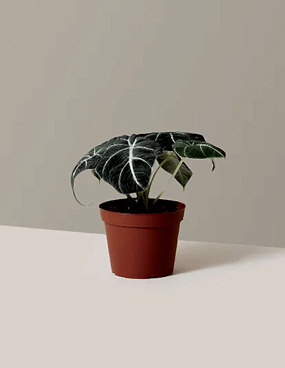 Alocasia 'Black Velvet'