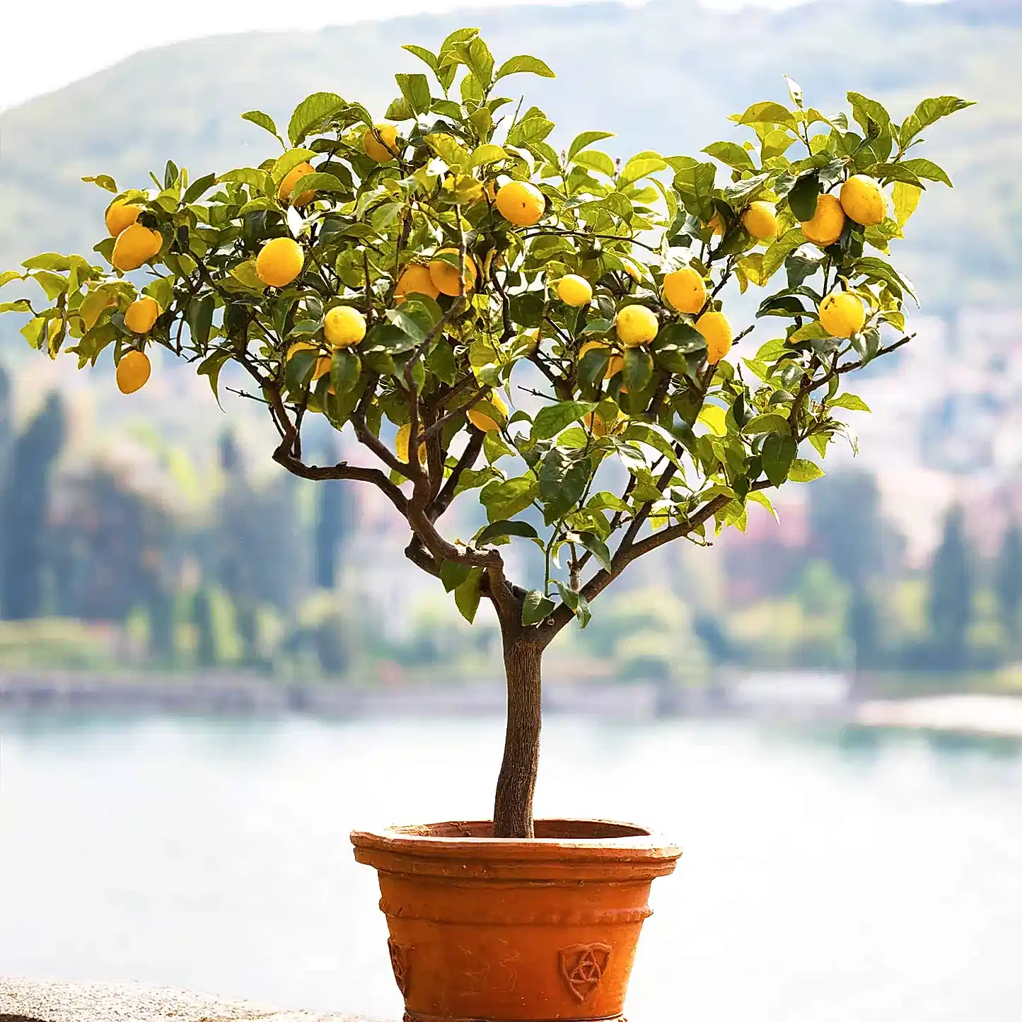 Improved Meyer Lemon Tree