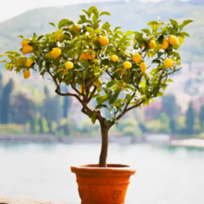 Improved Meyer Lemon Tree