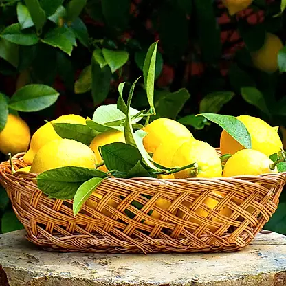 Improved Meyer Lemon Tree
