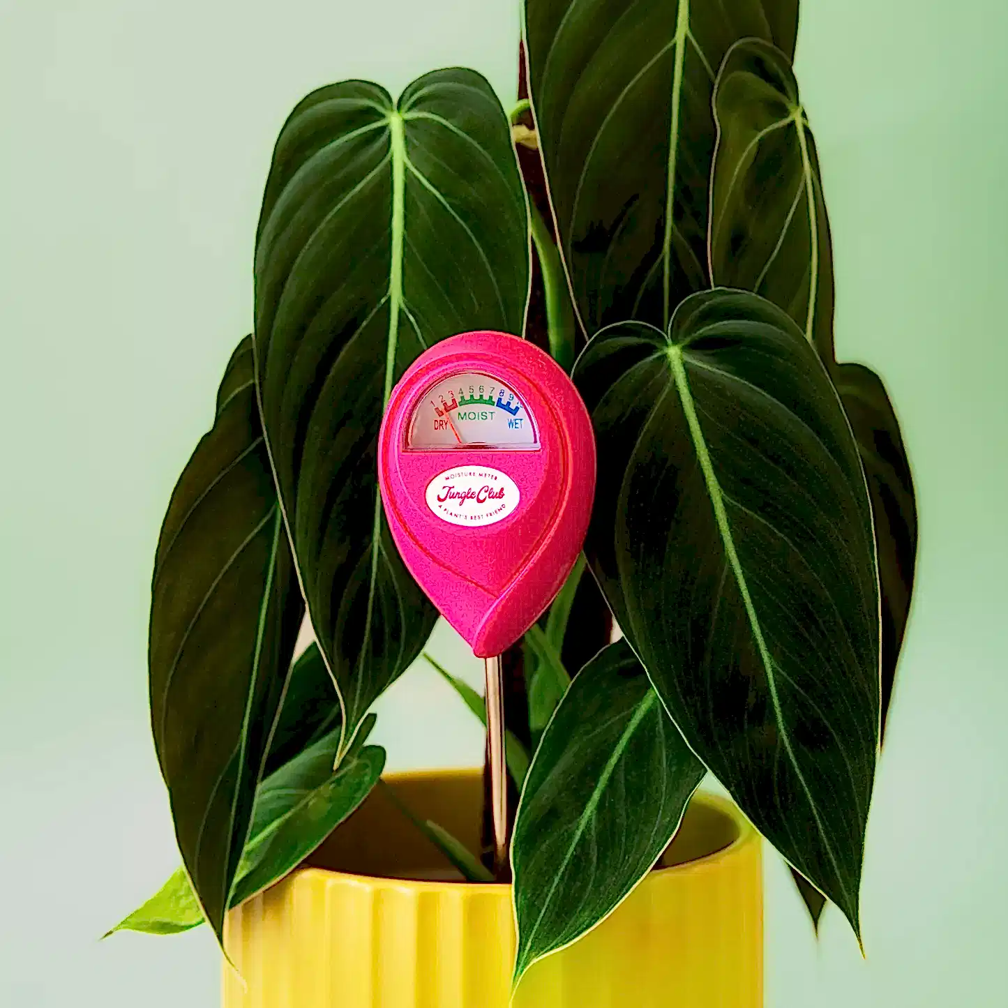 Moisture Meter