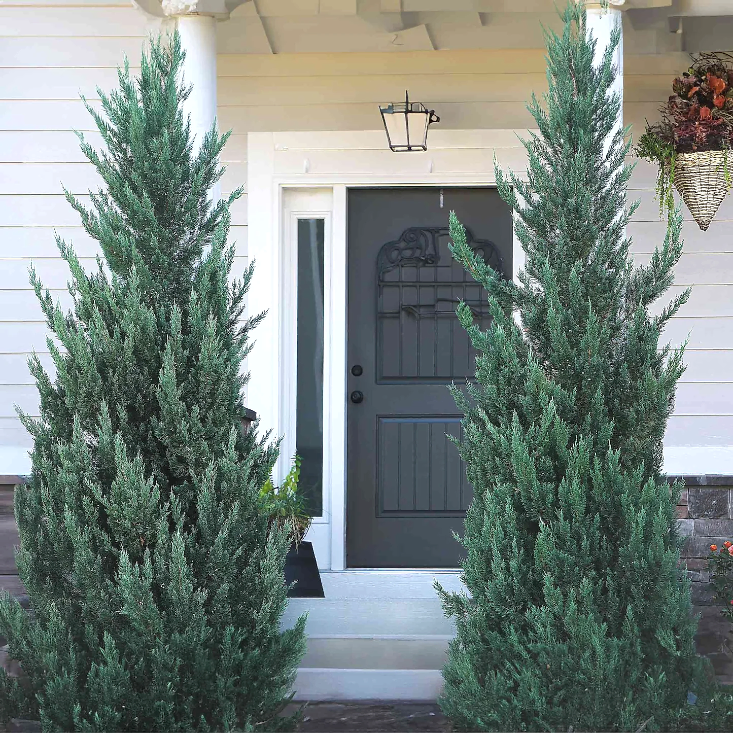 Moonglow Juniper Tree