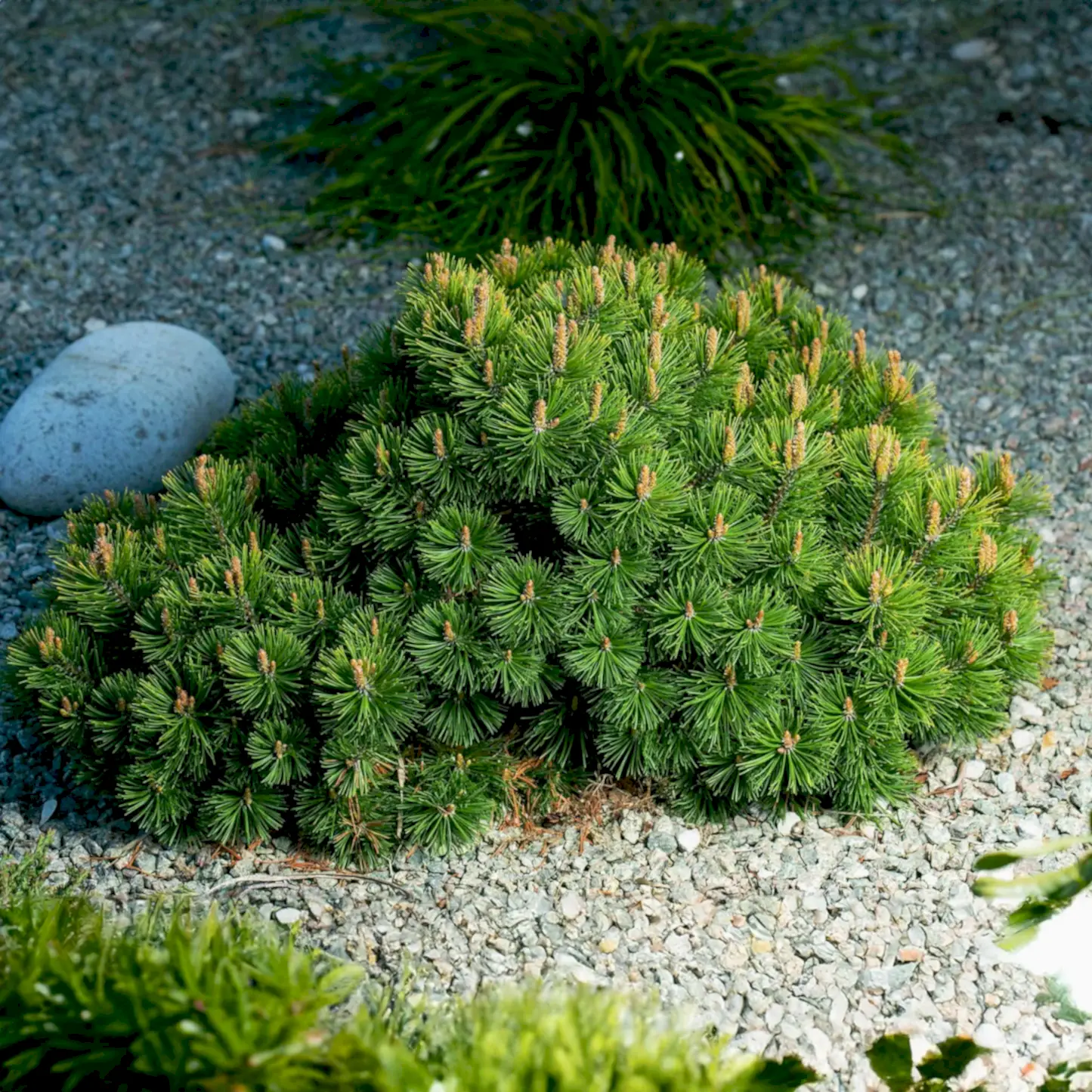 Pumillio Mugho Pine